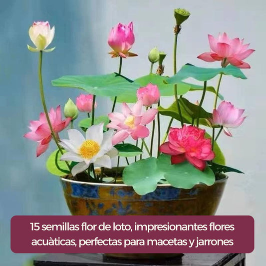 15 semillas de loto para bonsái
