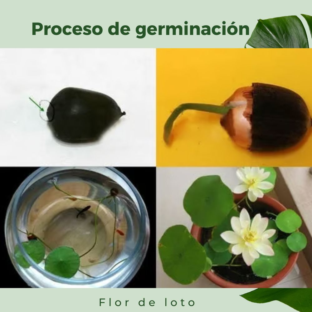 15 semillas de loto para bonsái